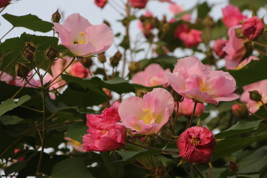 木芙蓉