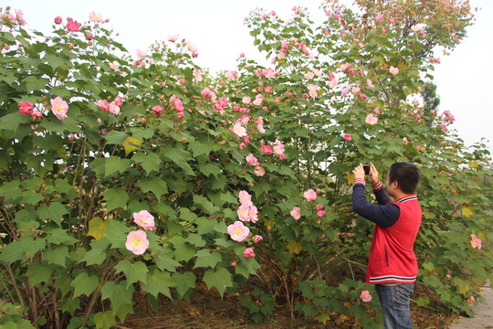 木芙蓉