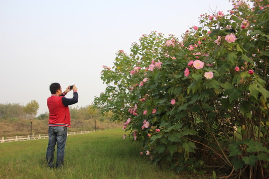 木芙蓉