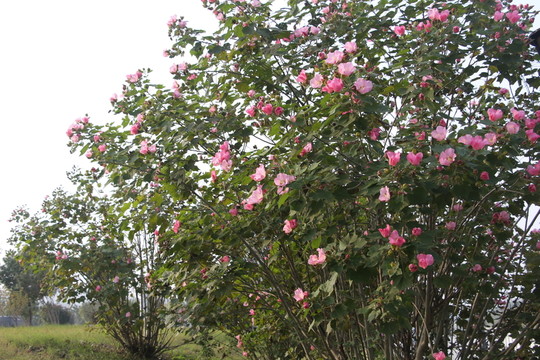 木芙蓉