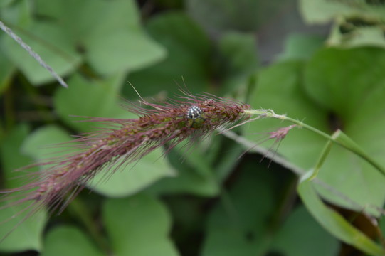 野草
