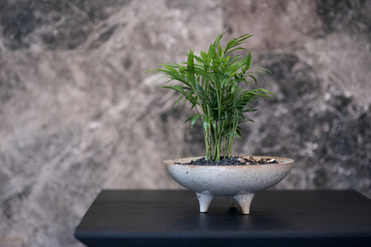 室內(nèi)植物