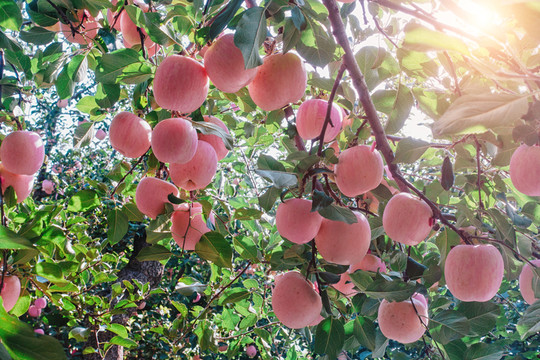 紅蘋果