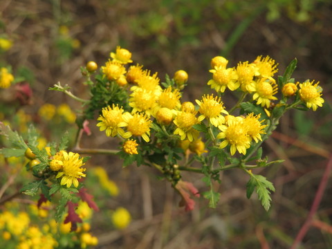 野菊花
