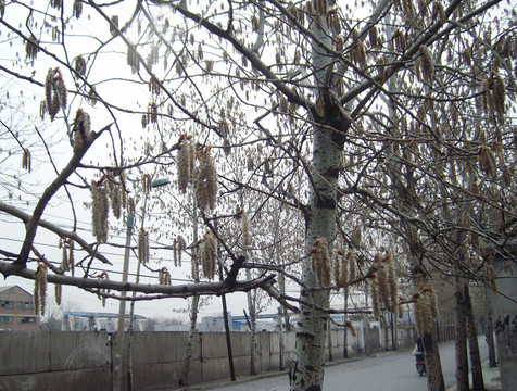 楊樹花  楊樹花穗