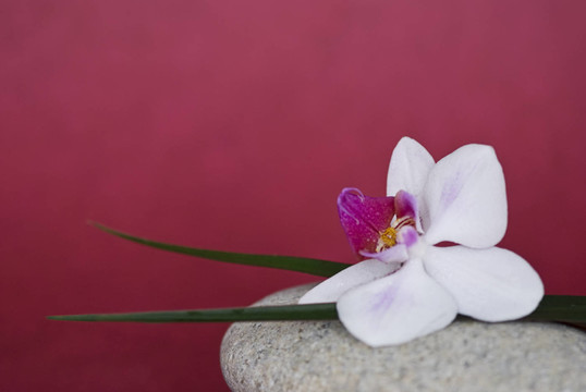 蘭花和石頭