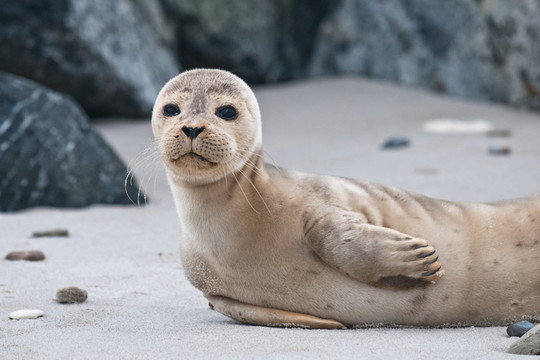 海格爾灰海豹