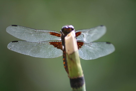 昆蟲(chóng)