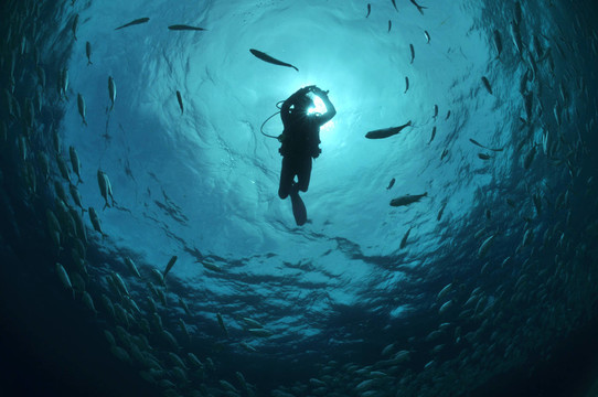 在魚