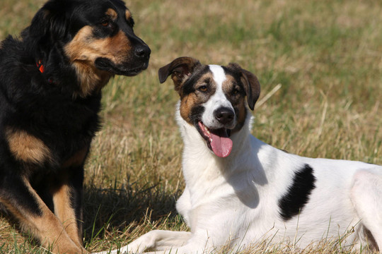 hundefreunde