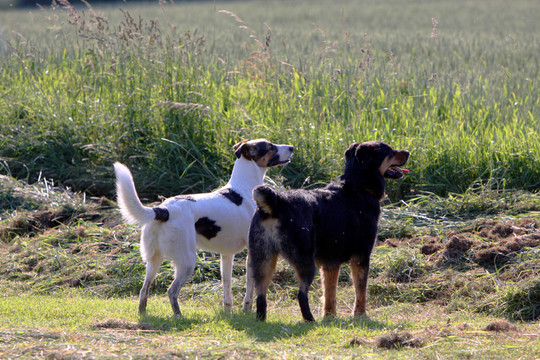 hundefreunde