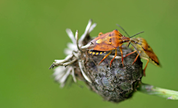 Carpocoris