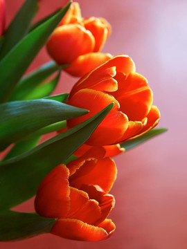 花卉