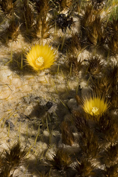 echinocactusblhte