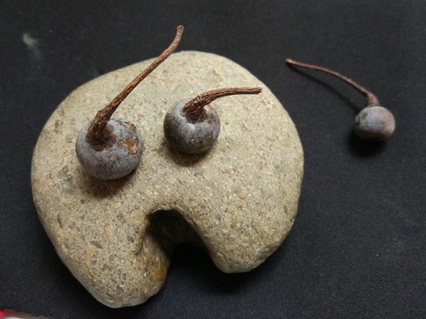 樹(shù)種