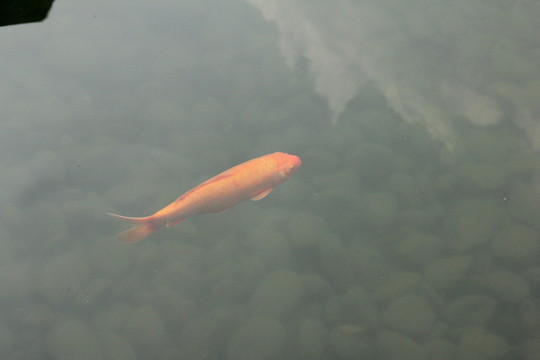 魚