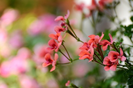 蘭花