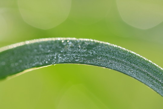 露水珠