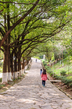 公園山道