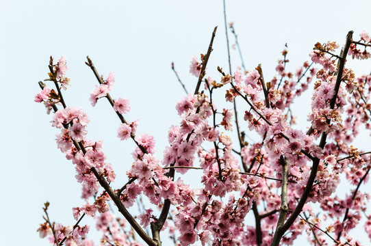 梅花
