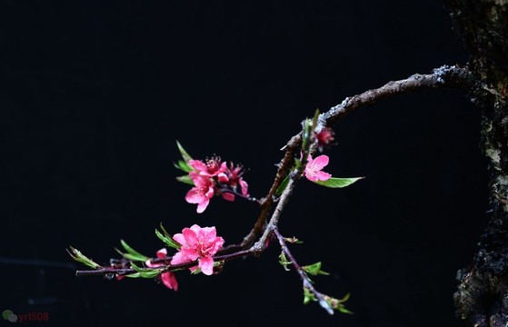 桃花