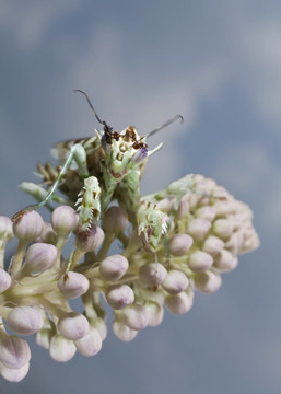 pseudocreobotrawahlbergii，花螳螂
