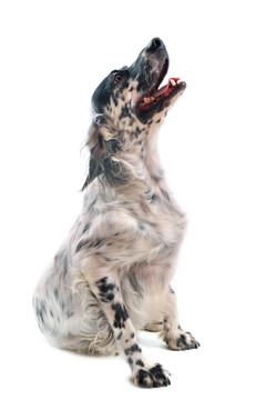 狗