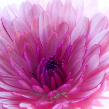 花宏