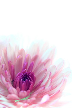 花宏