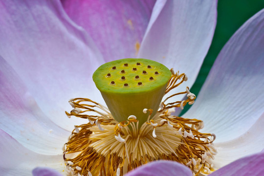 花卉