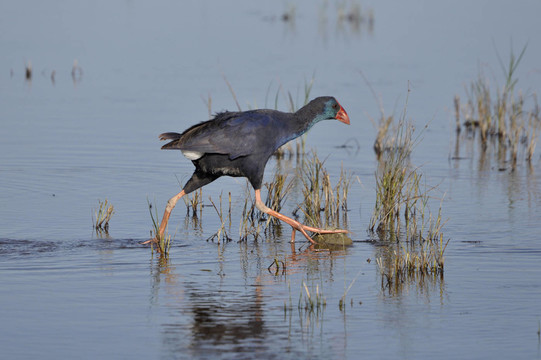 purpurhuhn