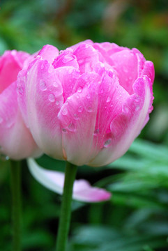 雨中的粉红色郁金香