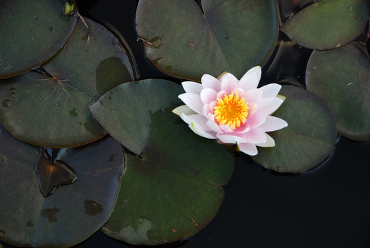 水百合
