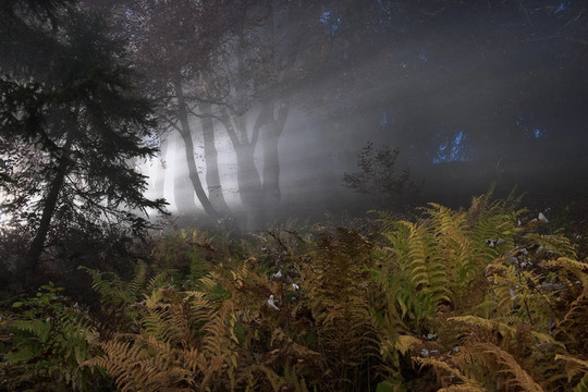 herbstnebel IM阿爾高