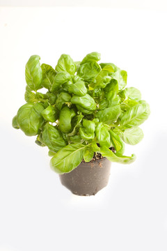 羅勒香草棒