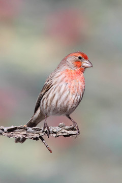 藍鳥
