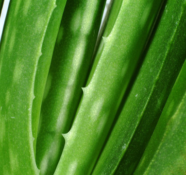 蘆薈