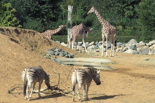 動物園的長頸鹿