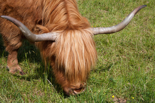highlandcattle
