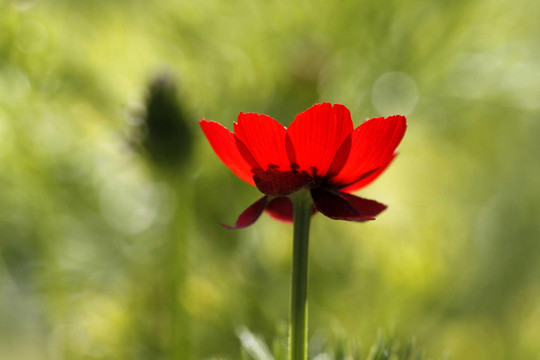 花卉