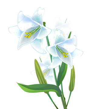花卉