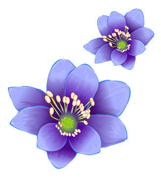 花卉