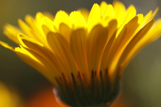 金盞花