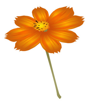 花卉