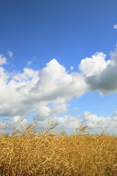 油菜田