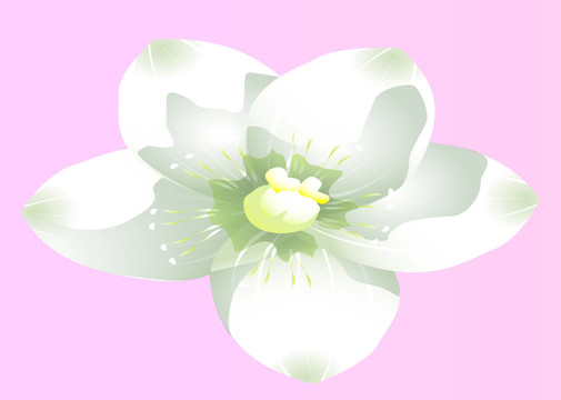 花卉