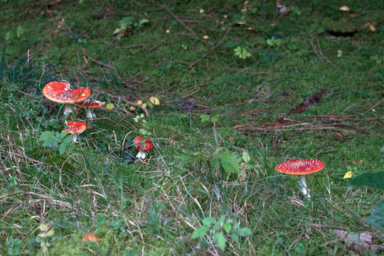 fliegenpilz 2