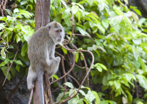 野生動物