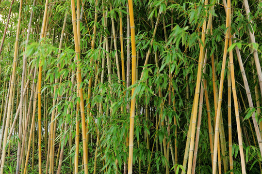 竹