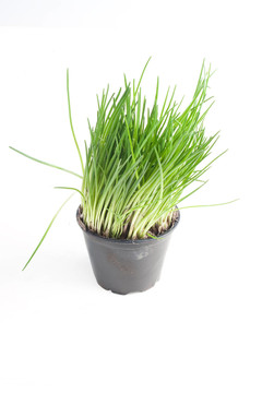 香蔥香草棒